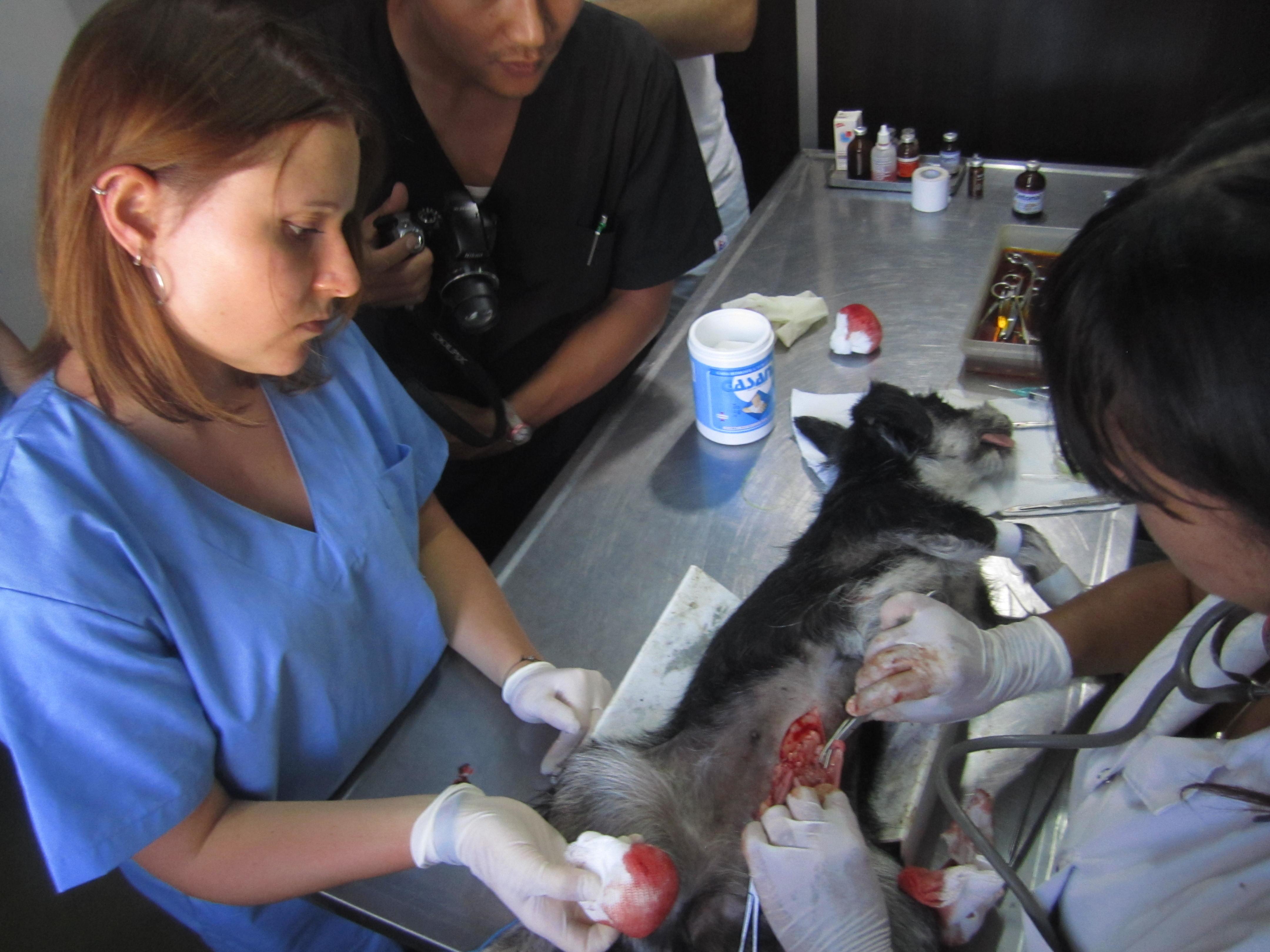 Projects Abroad volunteer gains work experience with animals in Argentina while training a dog from the shelter. Projects Abroad volunteer assists with surgery during one of our Veterinary Medicine internships in Argentina.